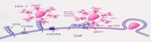 HIV_attachment for web