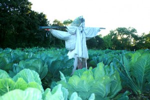 A scarecrow stands in a sea of collard greens at D-Town Urban Farm (Photo by Minehaha Forman/Michigan Messenger)