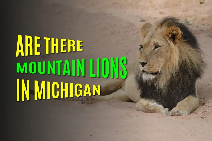 Are There Mountain Lions In Michigan