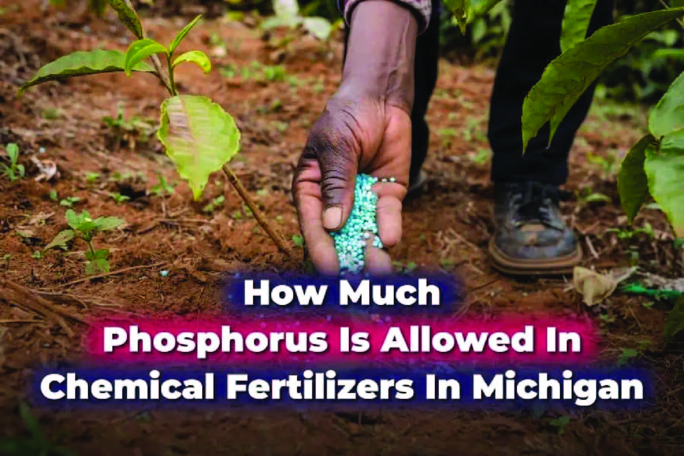 How Much Phosphorus Is Allowed In Chemical Fertilizers In Michigan