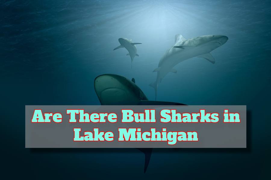 Are There Bull Sharks in Lake Michigan