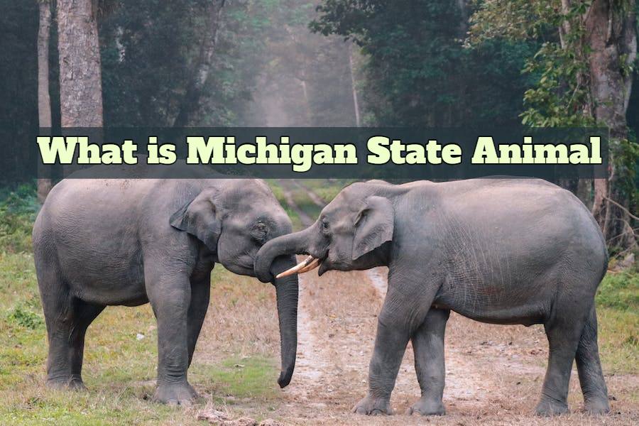 What is Michigan State Animal