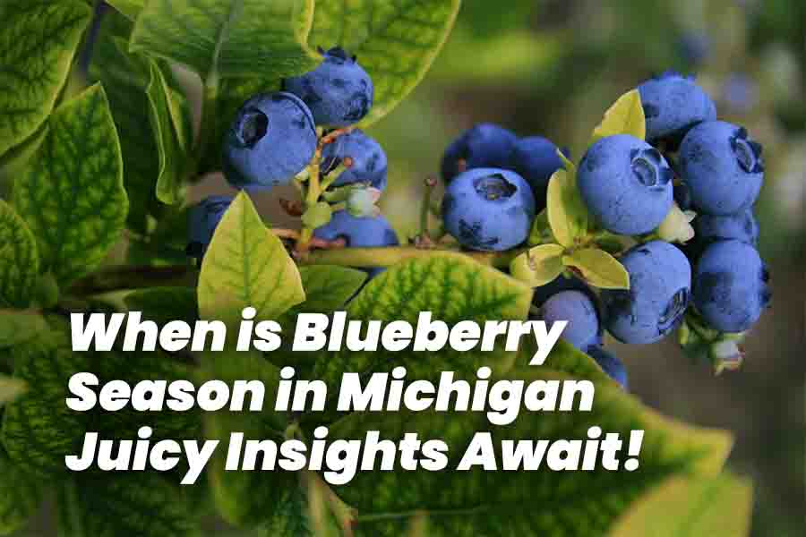 When is Blueberry Season in Michigan: Juicy Insights Await!