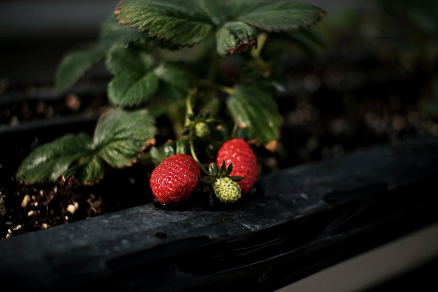 When to Plant Strawberries in Michigan